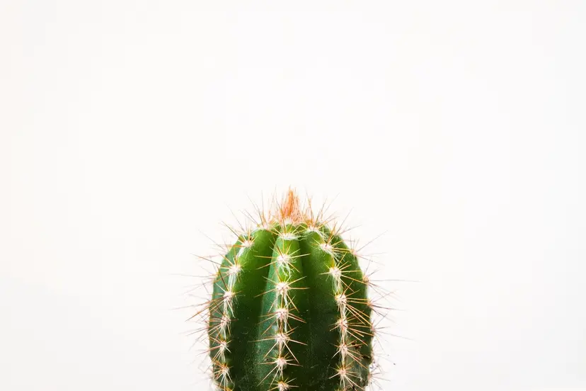 acupuncture for fertility