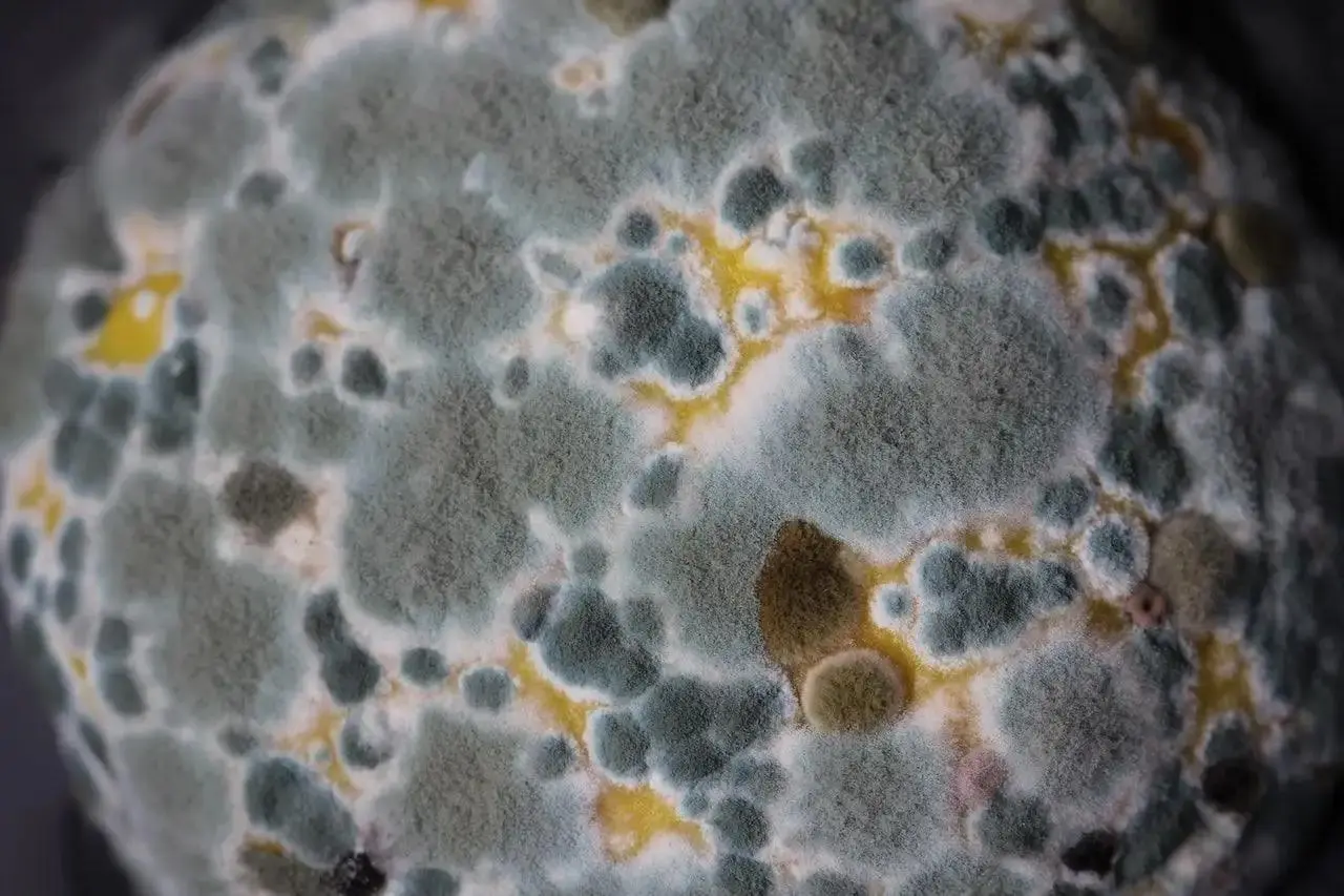 12 Mold Toxicity Symptoms & Mold Exposure Signs You Shouldn’t Ignore