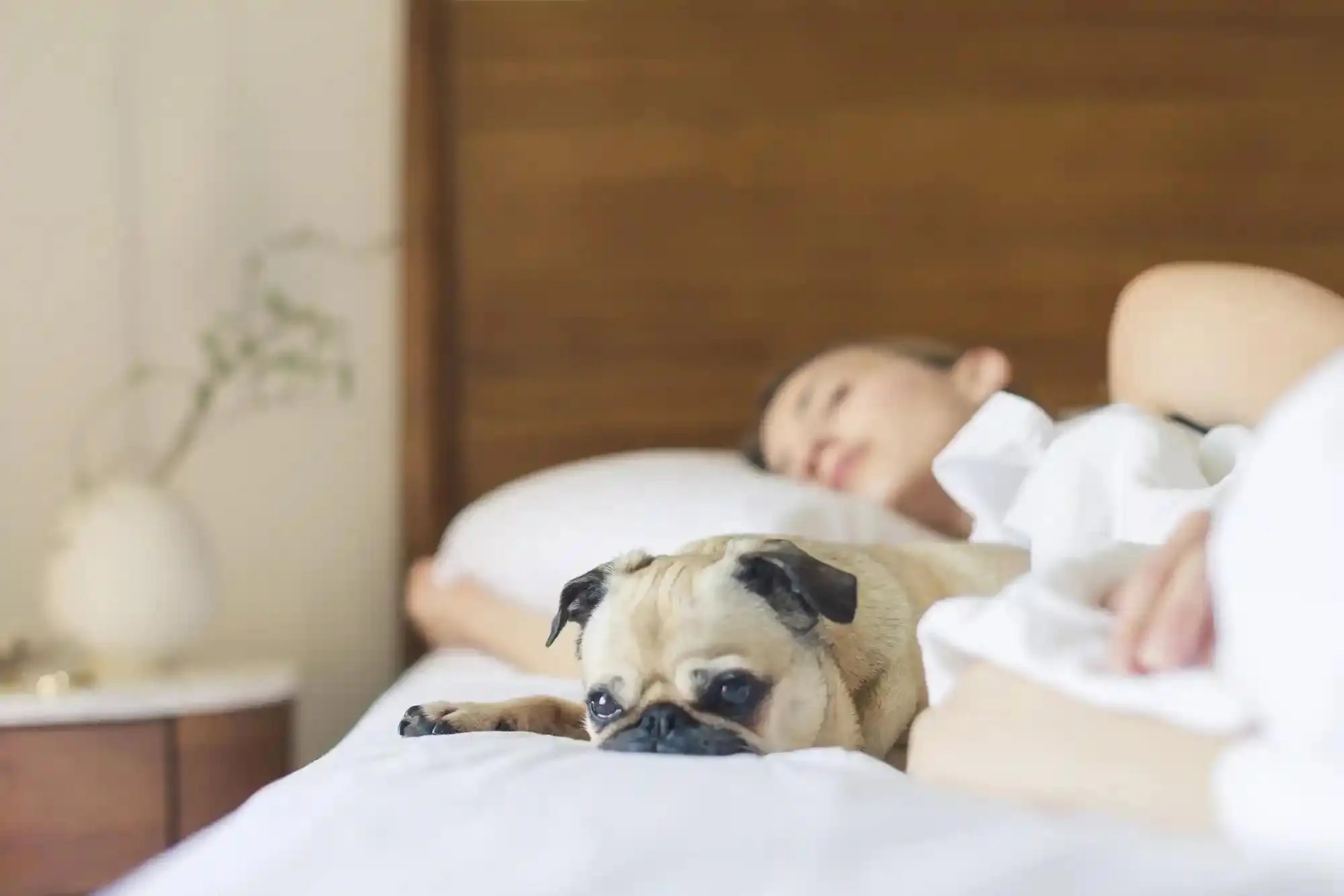What Are Sleep Chronotypes? The 4 Sleep Types Explained