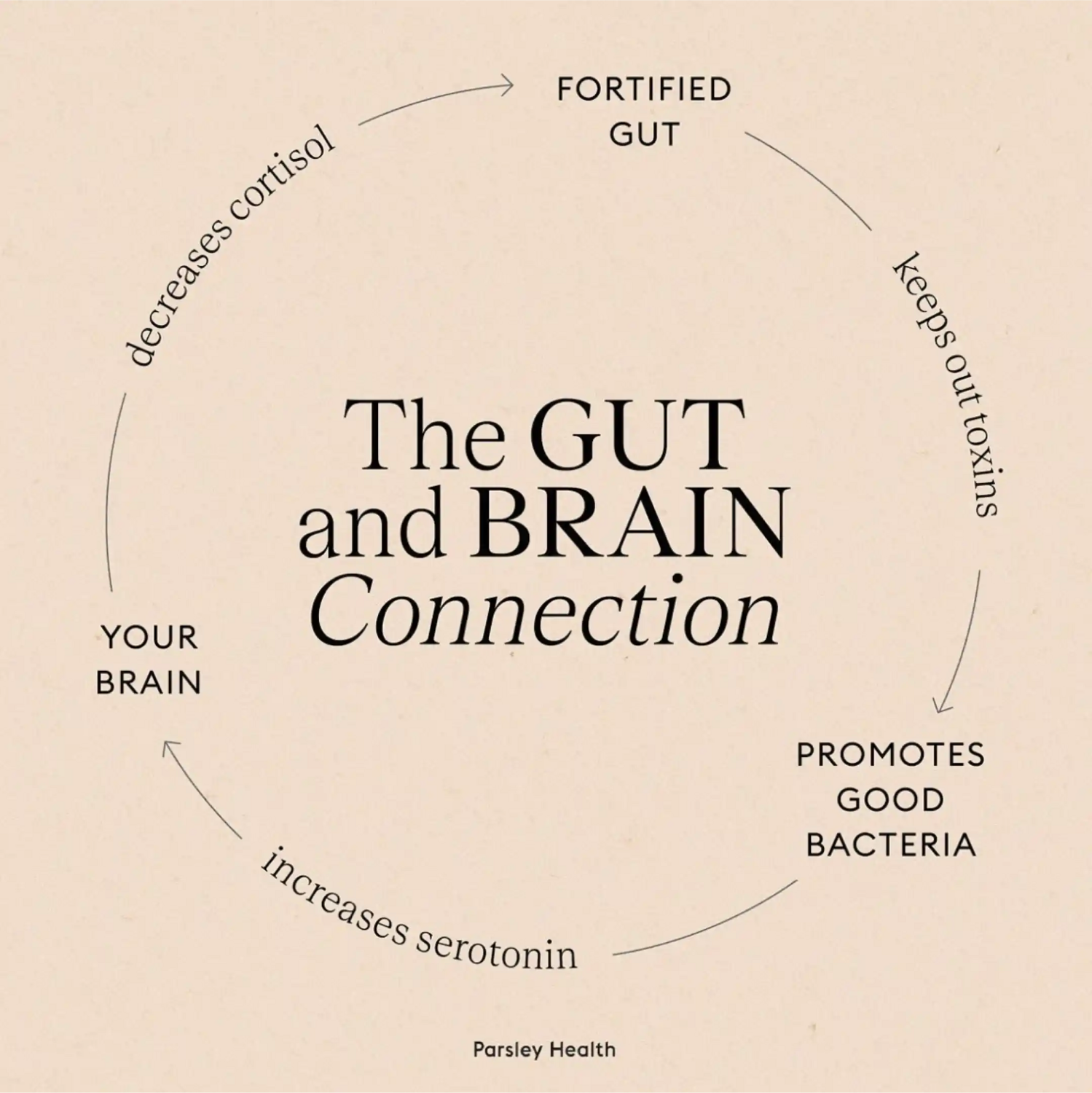 the gut and brain connection