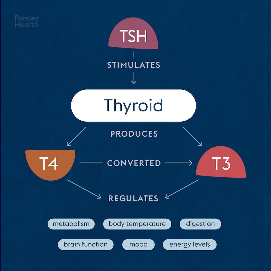 Thyroid Hormone