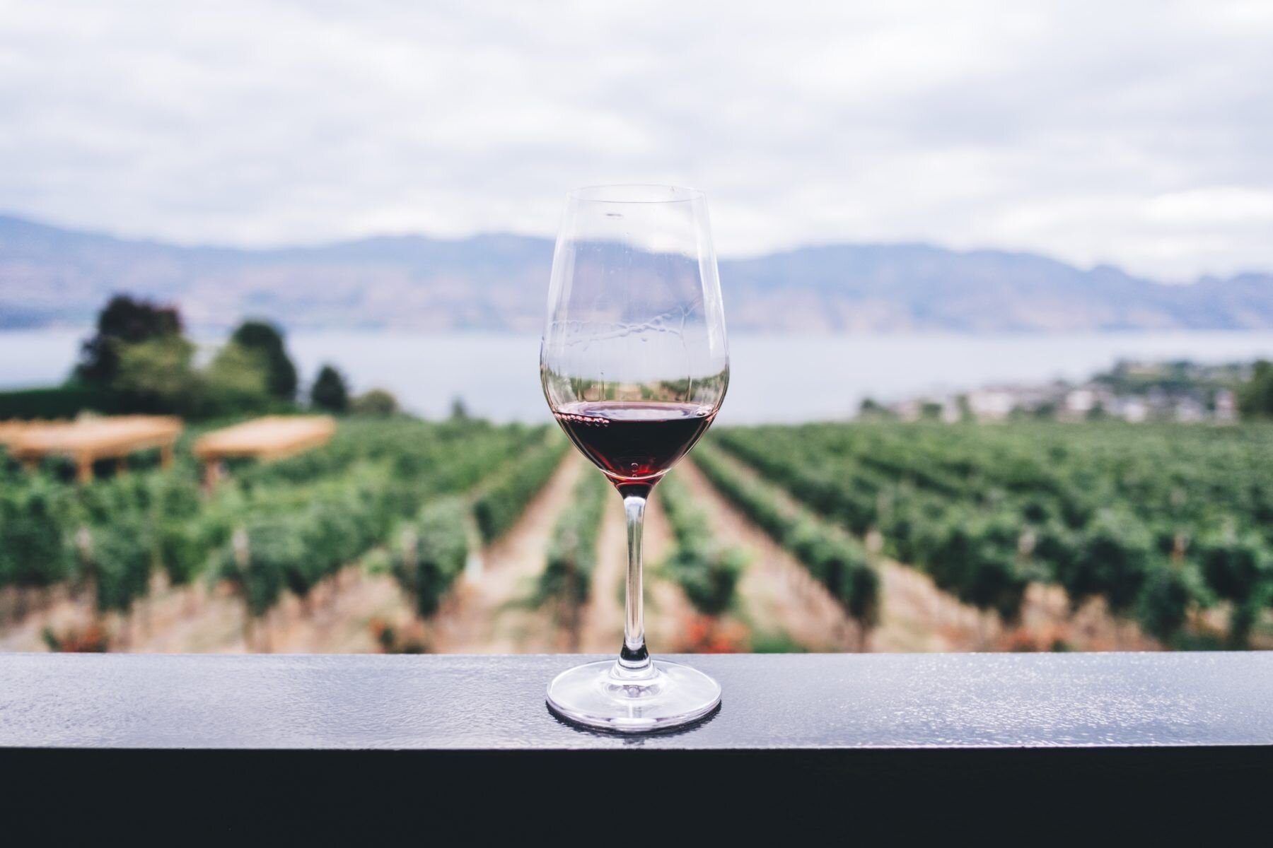glass of red wine at a vineyard