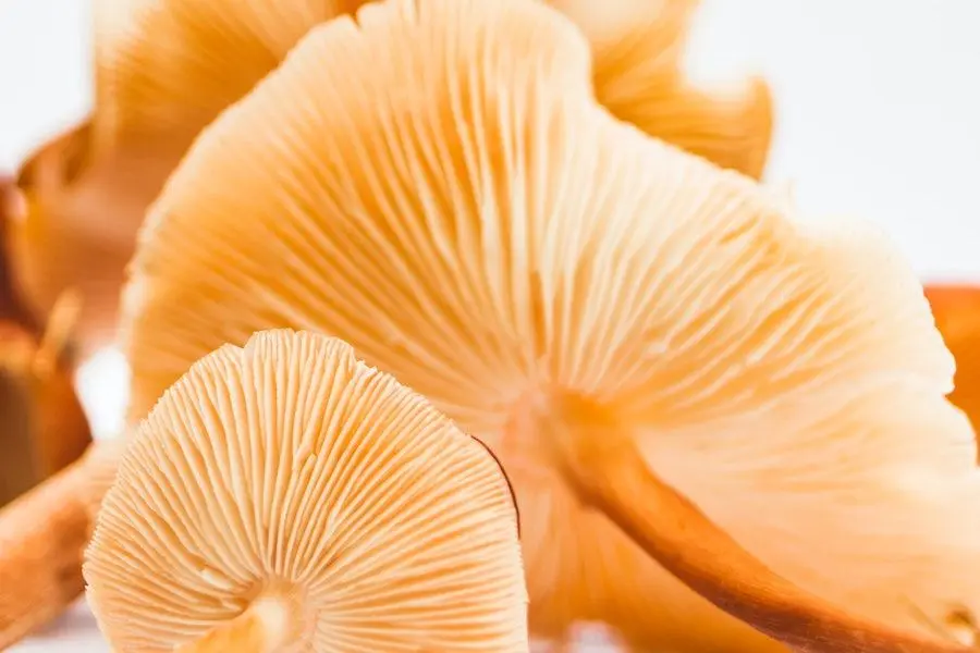 What Is SIFO (Small Intestinal Fungal Overgrowth)? Symptoms & How It Impacts Gut Health